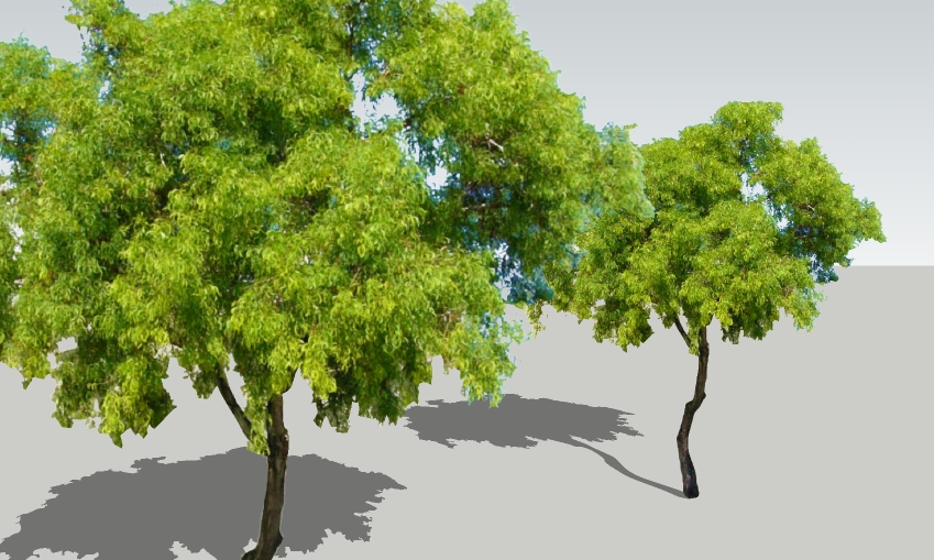 Acacia auriculiformis 30'.jpg