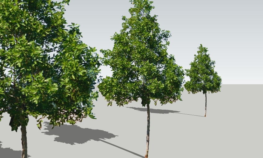 Conocarpus erectus 12'