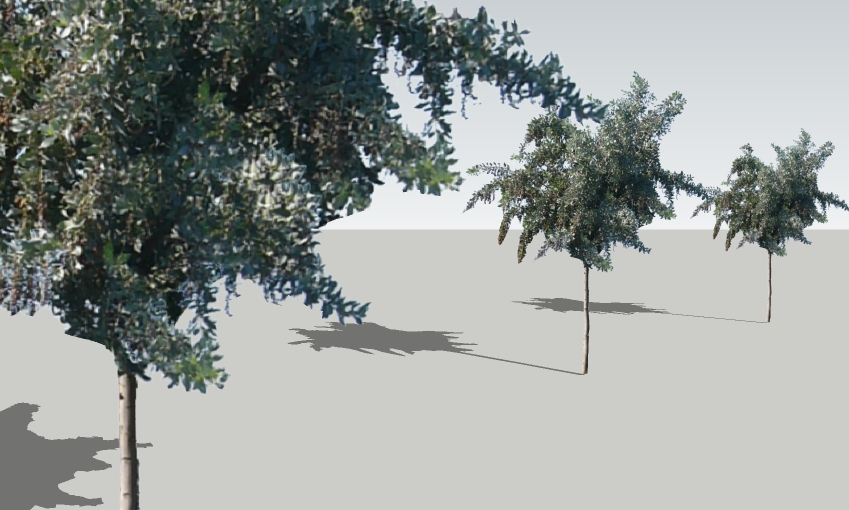 Conocarpus erectus Sericeus 12'