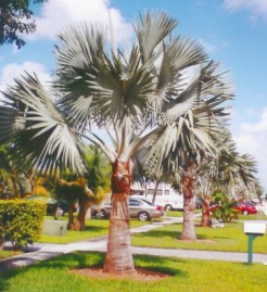 BismarckPalm