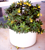 Allamanda nerifolia