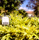 Alpinia Zerumbet