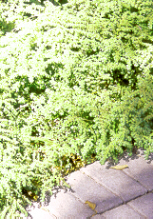 ArtilleryFern