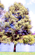 Baldcypress