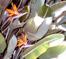 Birdofparadise