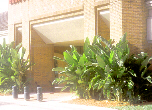 Giant Bird of Paradise