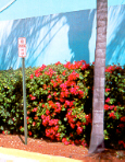 Bougainvillea2