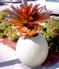 Bromeliad Pot