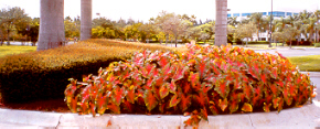 Caladium