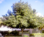 Calophyllum