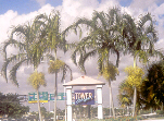 Carpentaria