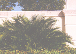 CatPalm