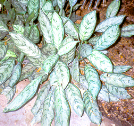 Chineseevergreen