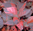 Copperleaf