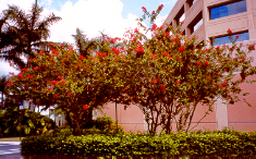 Crape Myrtle