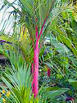 Lipstick Palm