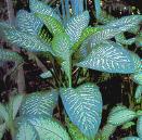 Dieffenbachia