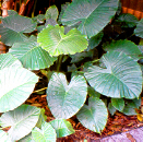 ElephantEar
