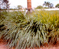 Fakahatchee