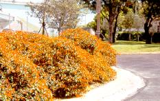 Firebush