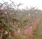 Hibiscus