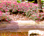 Impatiens