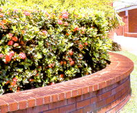 Ixora