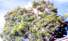 Jacaranda