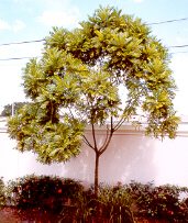 Japanese Fern Tree