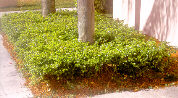 Jasmine Wax