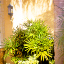 LadyPalm