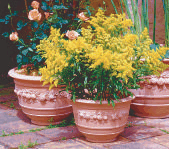 Garland Pot