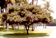 Ligustrum japonicum