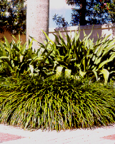 Liriope