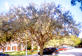Live Oak