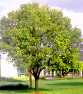 Mahogany