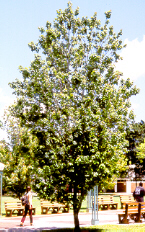 RedMaple