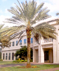 Medjool Date Palm
