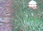 MondoGrass