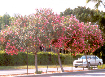 Oleander