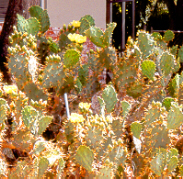 Opuntia
