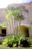 Paurotis Palm