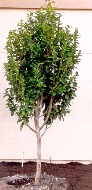 Pigeon Plum
