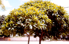 Plumeria