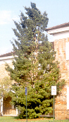 Podocarpus Yew