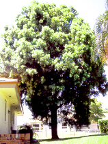 Podocarpus gracilis