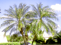 pygdatepalm