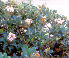 IndianHawthorn
