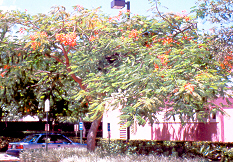 Royal Poinciana1