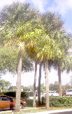 Sabal Palm